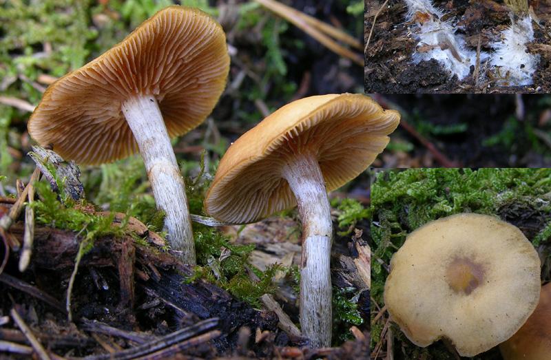 Galerina da determinare n32(2007)